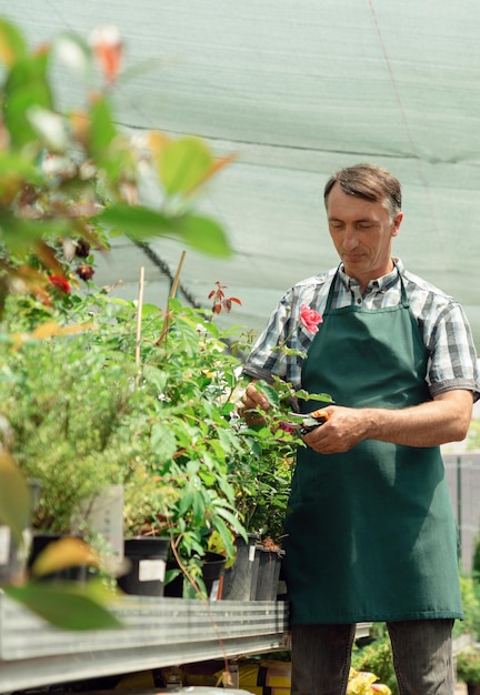 園芸用品センターでバラの植物を剪定する男の庭師