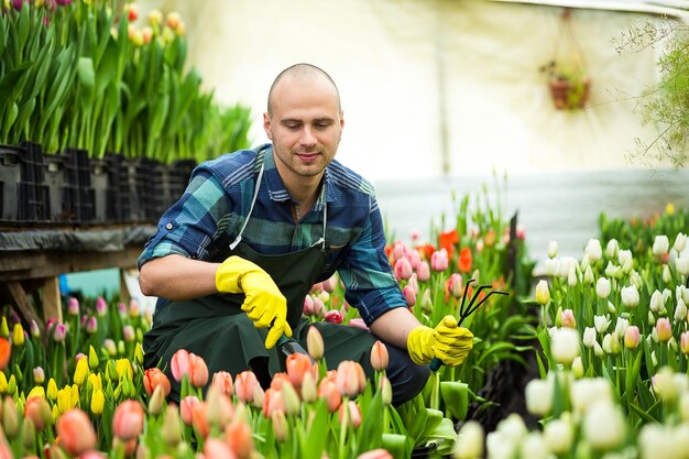 Man gardener with garden tools in the greenhouseFlorists man working with flowers in a greenhouse Springtime lots of tulipsflowers conceptIndustrial cultivation of flowers