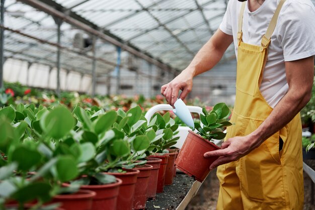 Man gardener in yellow and white wear working with green plants in vases.