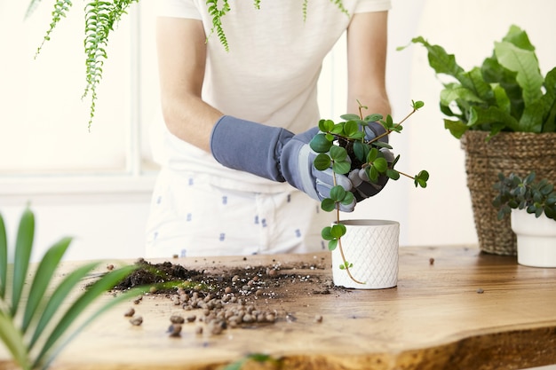 デザイン木製テーブルのセラミックポットに植物を移植する男の庭師。ホームガーデンのコンセプト。春の時間。植物がたくさんあるスタイリッシュなインテリア。観葉植物の世話をします。テンプレート。