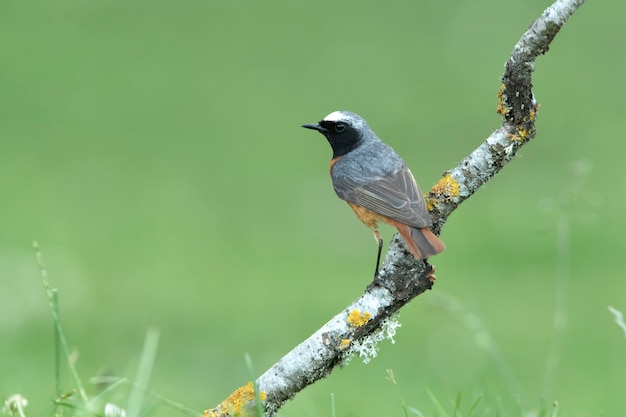 Man gewone roodstaart met laatste daglicht in een eikenbos