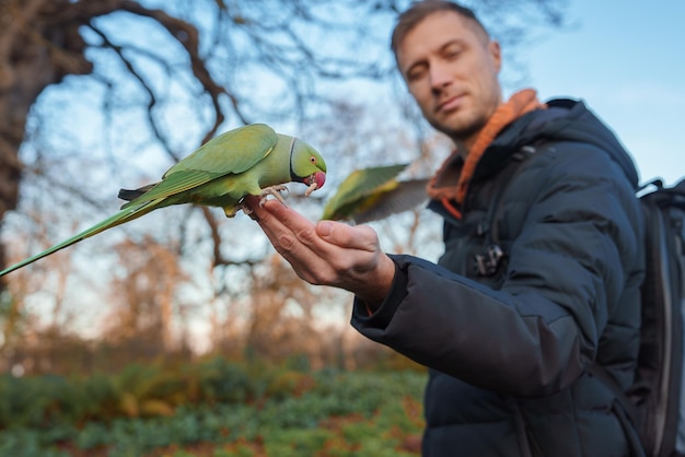 Man gives food to a ringnecked parakeet in a london park at sunset time