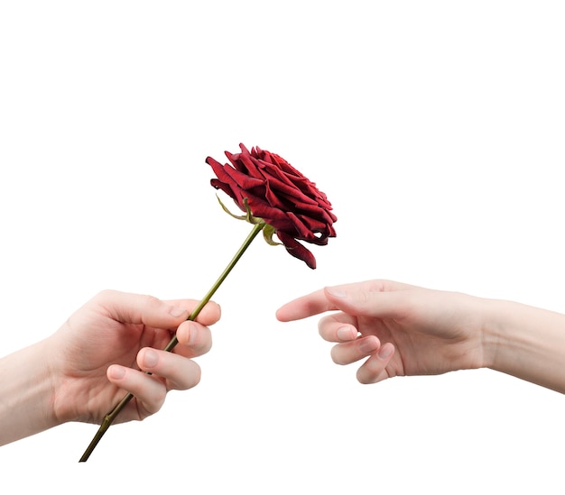 Man gives a rose to a woman. hands close up on isolated white wall