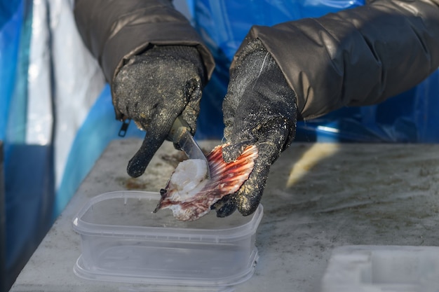 Man in gloves and apron cleans Atlantic scallop.