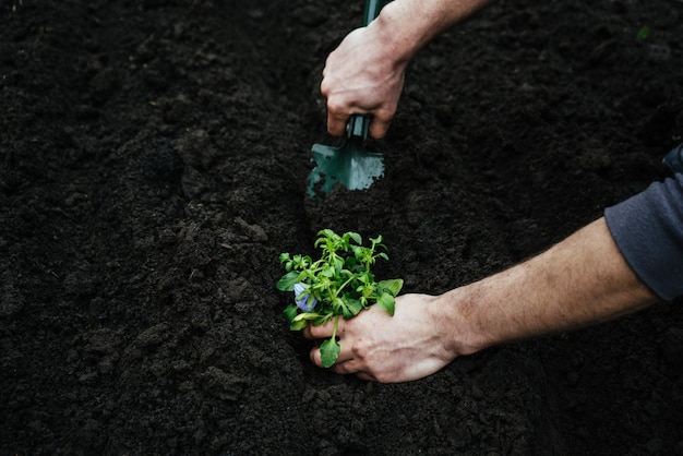 Man graaft een gat in de grond voor een tuinschop om een bloem te planten en de zaailing te planten met het tuingereedschapxA