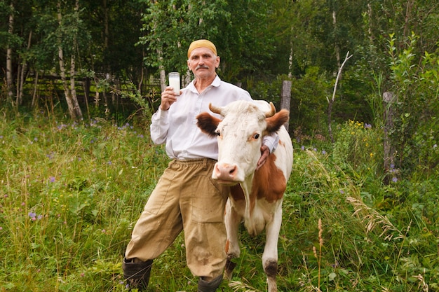 한 남자가 녹색 초원에서 소를 방목합니다. 소는 풀을 먹는다. 농부는 유리 잔에서 우유를 마신다. 건강한 음식 : 마을 우유. 연금 수령자가 소를 돌 봅니다