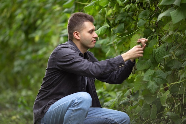 A man on a green field inspects the green bean pods The upcoming harvest