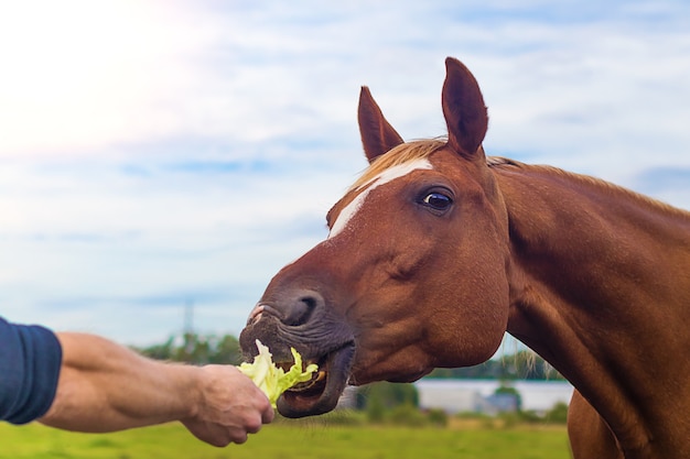 Man groenten voederen een baai paard uit handen op weiland