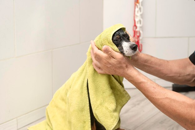 Man groomer wipes of a dog after a shower wrapped in a towel Dog taking a bubble bath in grooming salon