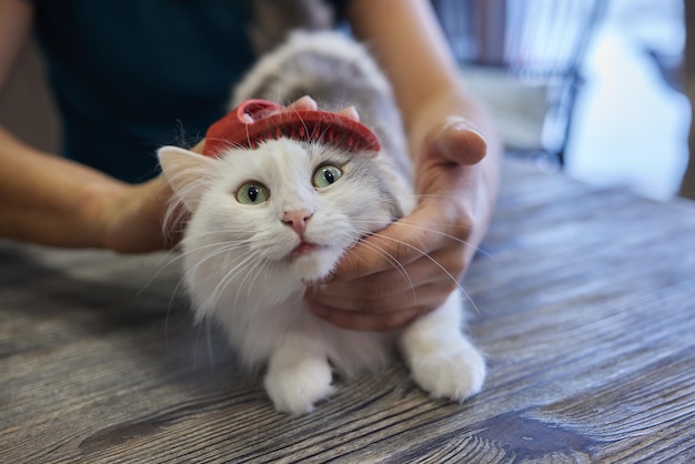 Man grooming cat with special gloves Pet care