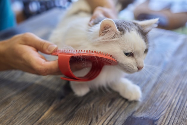 Man grooming cat with special gloves Pet care