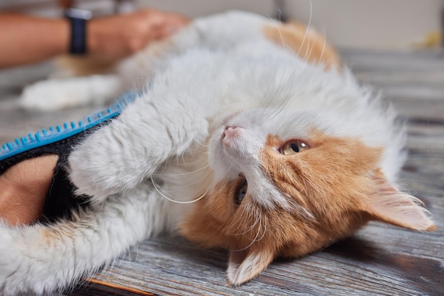 특별한 장갑으로 고양이를 손질하는 남자 애완 동물 관리