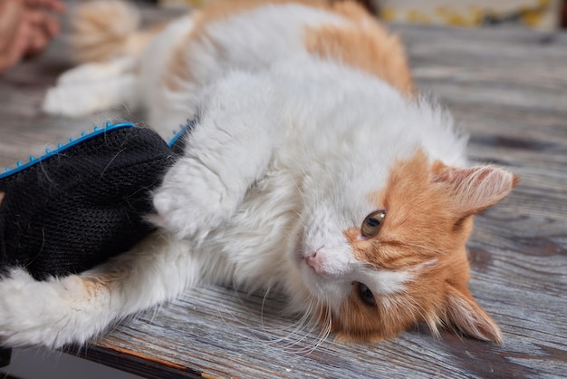 Man grooming cat with special gloves pet care