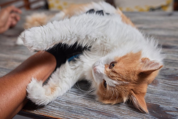 特別な手袋で猫をグルーミングする男ペットの世話