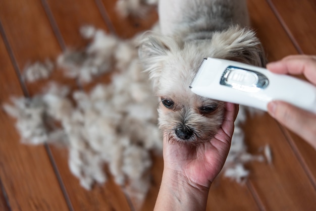 Man grooming a fluffy dog