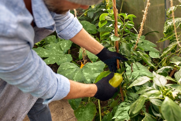 Photo man growing and cultivating vegetables outdoor