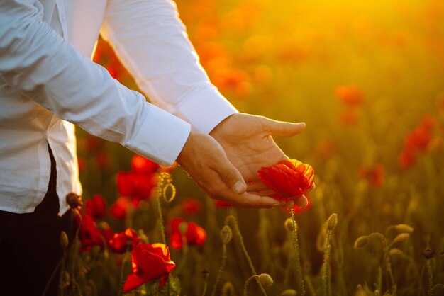 Man hand aanraken van papaver bloemen in het veld in de zomer Poppy veld bij zonsondergang