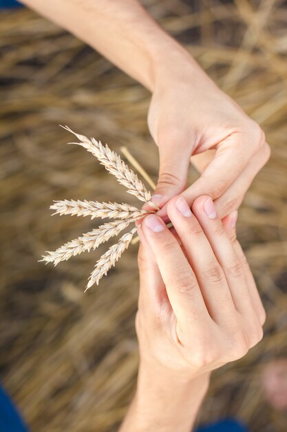Man hand aanraken van tarwe oren op het veld