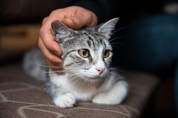 Man hand cat