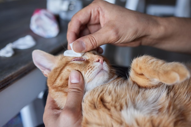 コットンパッドで猫の目を掃除する男の手