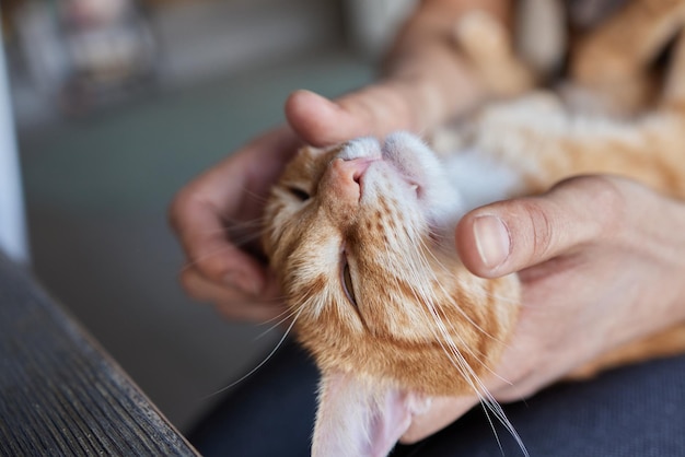 Man hand die haar kattenogen schoonmaakt met wattenschijfje