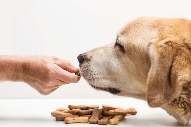 Man hand giving a dog snack to a labrador retriever on a white background