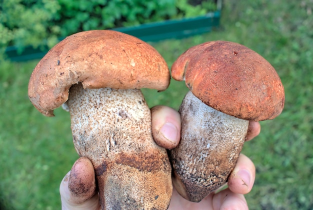 Man hand hold autumn mushrooms collected in the forest.