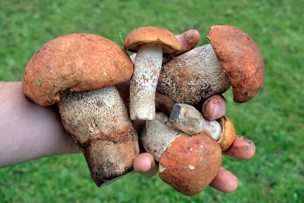 Man hand hold autumn mushrooms collected in the forest.