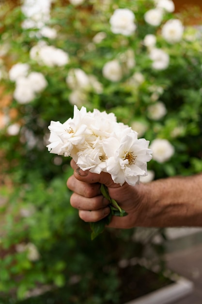 Photo man hand holding a bunch of white roses in the garden