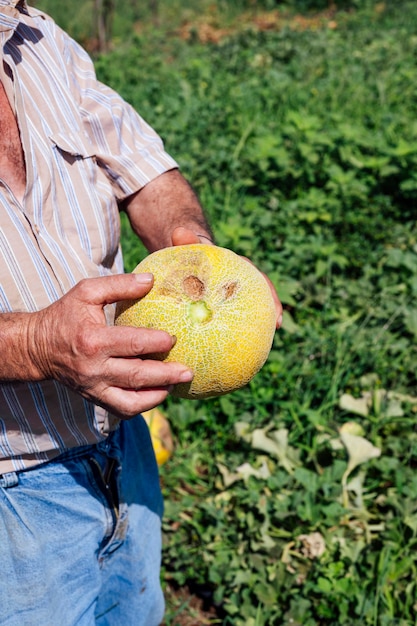 Man hand holding melon in greenhouse melon farm.