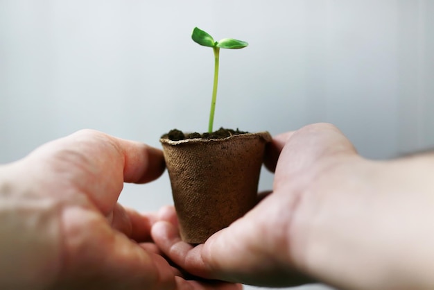 Man hand holding sprout in palms