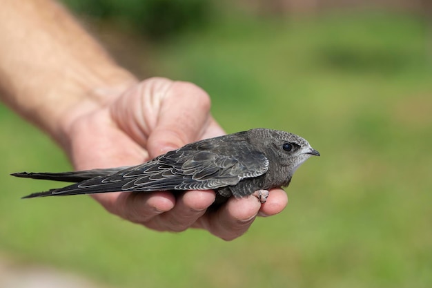 The man hand holds the swifts found in order to let go close up Newborn swift in human arms Care of a small bird that fell out of the nest Wildlife conservation