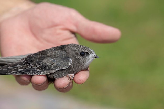 The man hand holds the swifts found in order to let go close up Newborn swift in human arms Care of a small bird that fell out of the nest Wildlife conservation