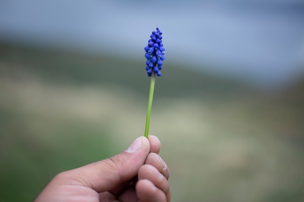 man hand kleine bloem close-up