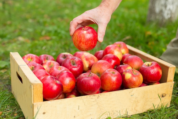 Man hand put red apple in box in garden