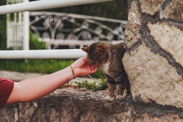 Man hand streelt kat op straat. Hand aaien schattige kat. Concept van dierenverzorging en liefde voor huisdieren. Ruimte kopiëren voor de site van dierenkennels of hotels