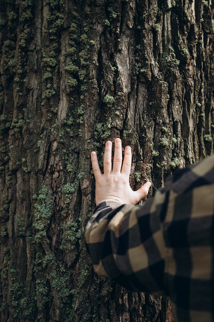 Foto la mano dell'uomo tocca un tronco di pino da vicino viaggio nella foresta selvaggia