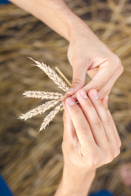 Рука человека трогательно колосья пшеницы на поле