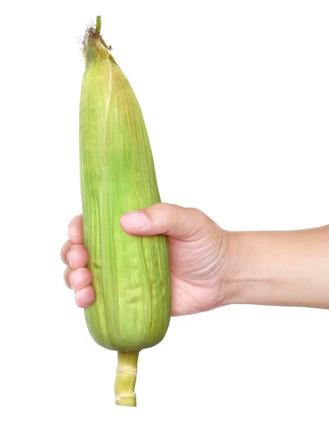 A man hand with fresh sweet corn isolated on white background