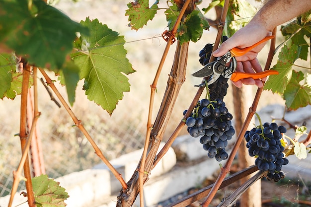 Man hand with scissors cutting grapes bunches in grape harvesting time for food or wine making. Cabernet Franc, Sauvignon, Grenache grapes.