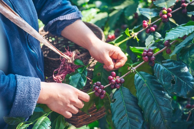 Man handen oogst koffieboon rijpe rode bessen plant vers zaad koffie boom groei in groene eco biologische boerderij Close-up handen oogst rode rijpe koffie zaad robusta arabica bessen oogst koffie boerderij