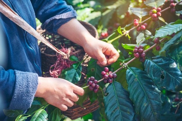 Man handen oogst koffieboon rijpe rode bessen plant vers zaad koffie boom groei in groene eco biologische boerderij close-up handen oogst rode rijpe koffie zaad robusta arabica bessen oogst koffie boerderij