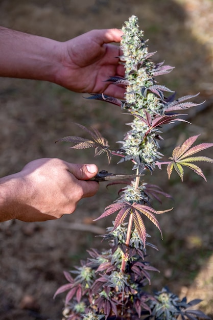 Man handen snijden grote en kleurrijke marihuana bud geïsoleerd met een onscherpe achtergrond van een kauwgom sativa plant. Verticale foto