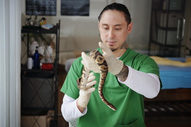 Photo 爬虫類保護センターでエキゾチックなヘビを扱っている男性