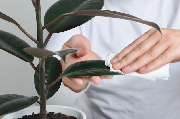 Man hands cleaning ficus plant by wet napkin