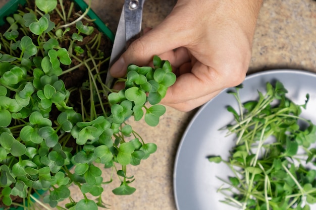 남자 손을 잘라 신선한 microgreen 무 콩나물 원시 콩나물 microgreens 건강한 식생활