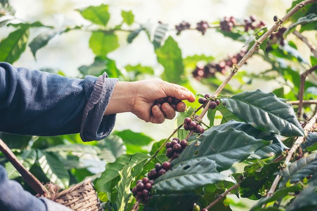 Man Hands harvest coffee bean ripe Red berries plant fresh seed coffee tree growth in green eco farm