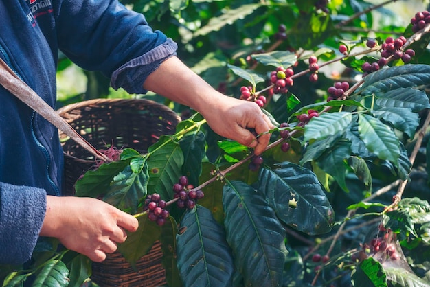 マンハンズハーベストコーヒー豆熟したレッドベリーは緑のエコ有機農場で新鮮な種子のコーヒーの木の成長を植えますクローズアップハンドハーベストレッド熟したコーヒー種子ロブスタアラビカベリー収穫コーヒーファーム