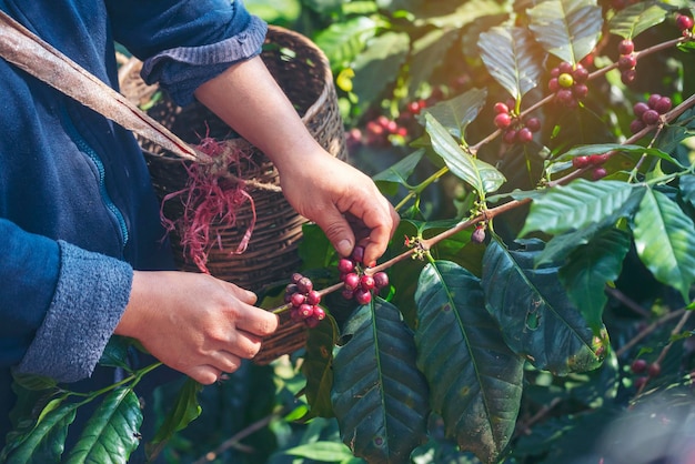 Photo man hands harvest coffee bean ripe red berries plant fresh seed coffee tree growth in green eco organic farm close up hands harvest red ripe coffee seed robusta arabica berry harvesting coffee farm