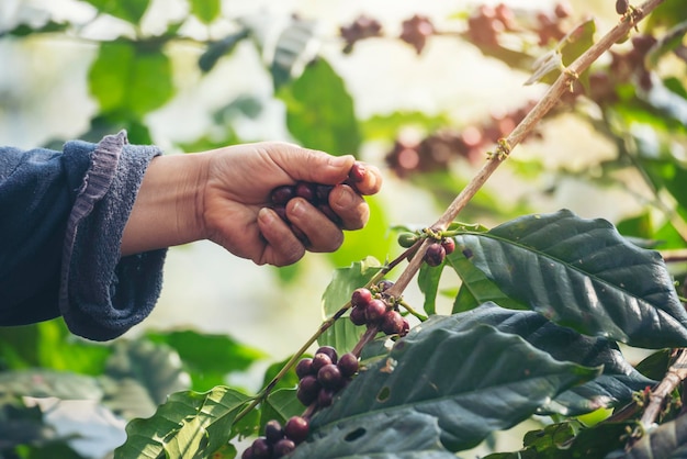 Человек Руки собирают спелые кофейные зерна Красные ягоды сажают свежие семена кофейного дерева рост в зеленой эко-органической ферме Крупным планом руки собирают красные спелые семена кофе робуста арабика сбор ягод кофейной фермы